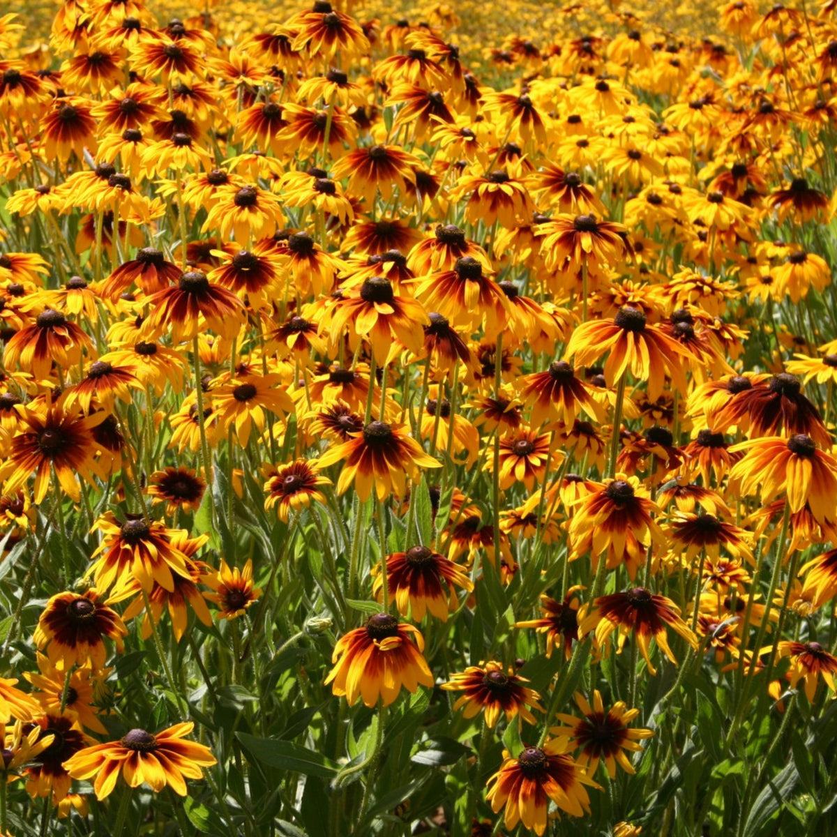Gloriosa Daisy Seeds - Attracts Bees & Butterflies, 100+ seeds