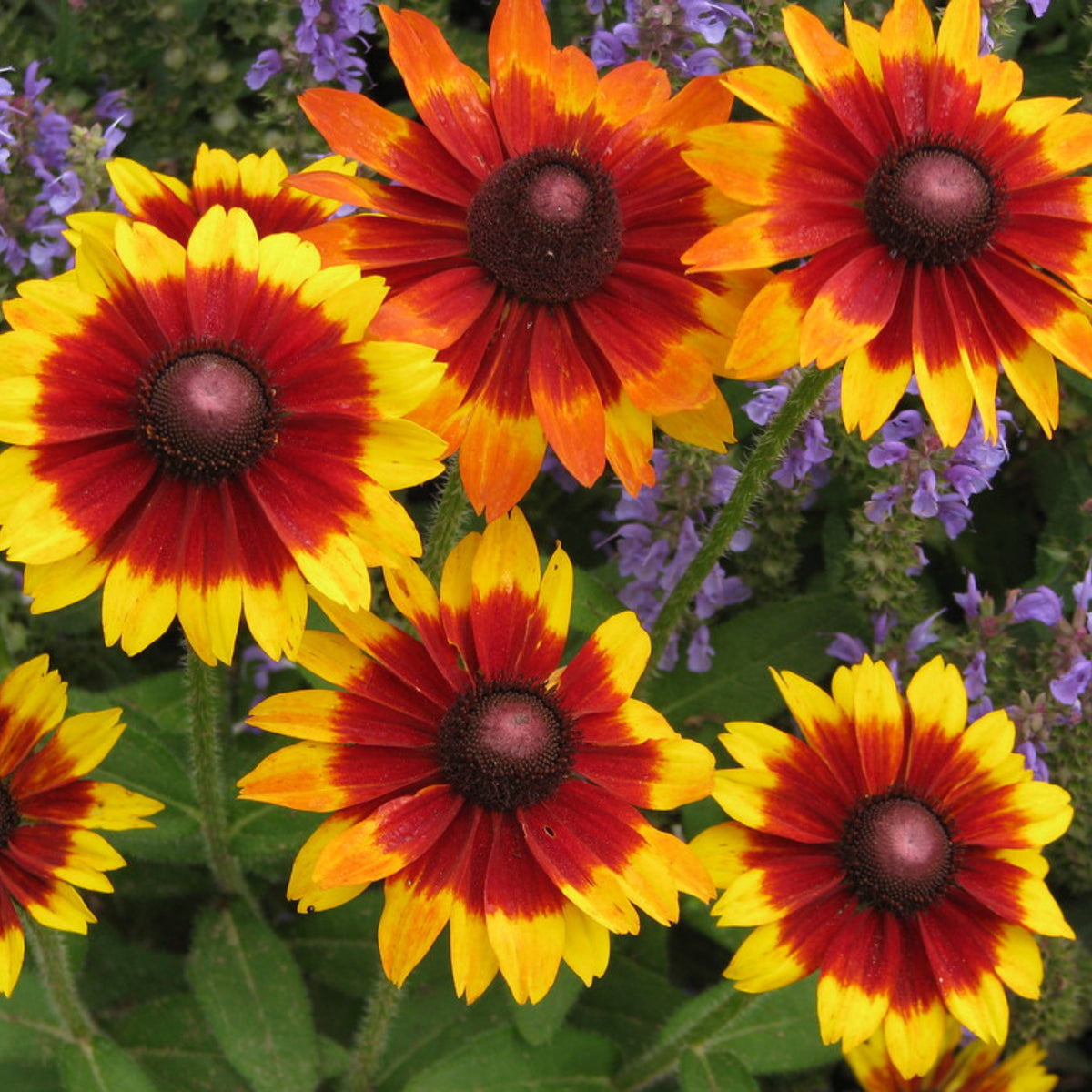 Gloriosa Daisy Seeds - Attracts Bees & Butterflies, 100+ seeds
