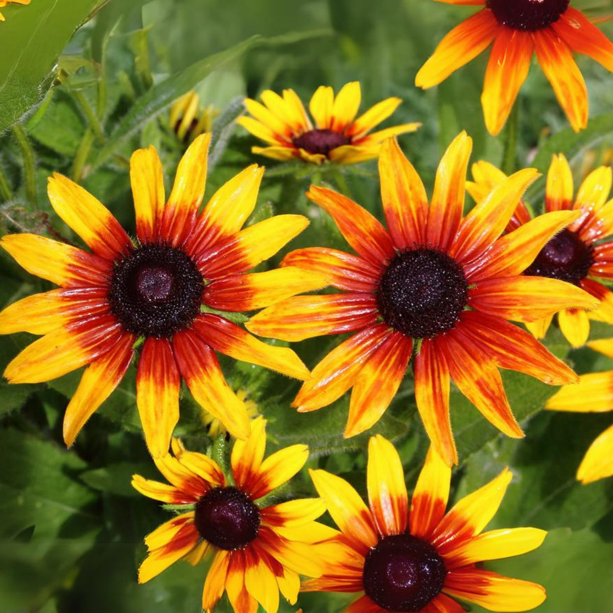 Gloriosa Daisy Seeds - Attracts Bees & Butterflies, 100+ seeds