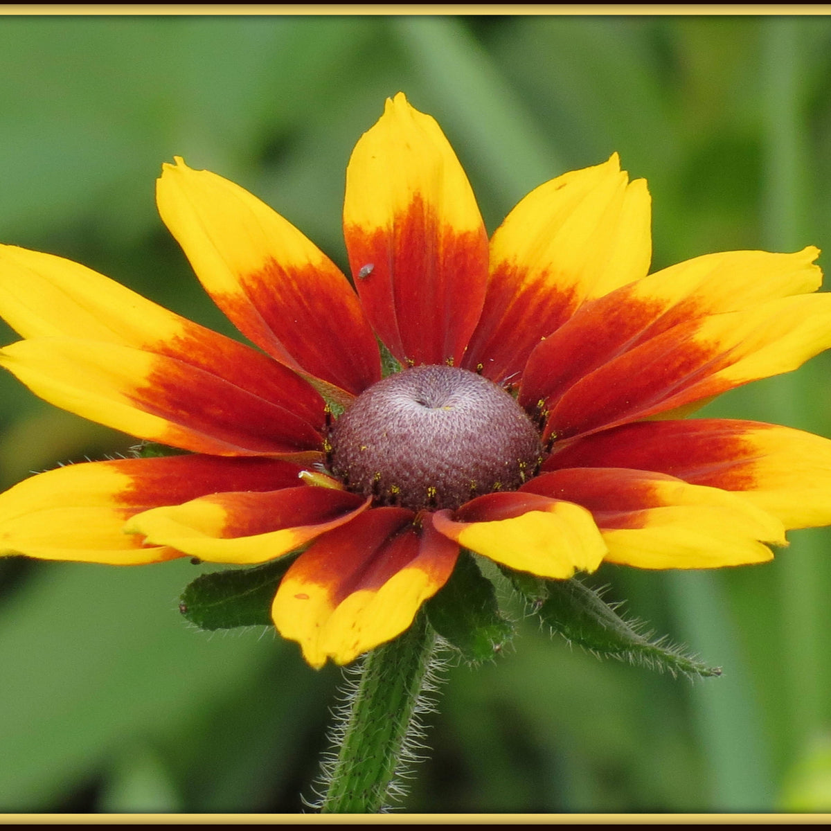 Gloriosa Daisy Seeds - Attracts Bees & Butterflies, 100+ seeds