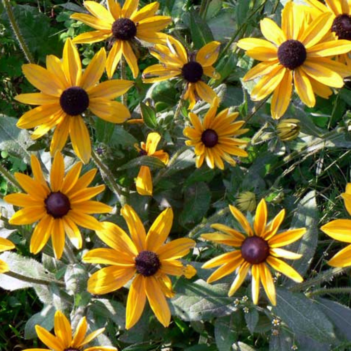 Gloriosa Daisy Seeds - Attracts Bees & Butterflies, 100+ seeds