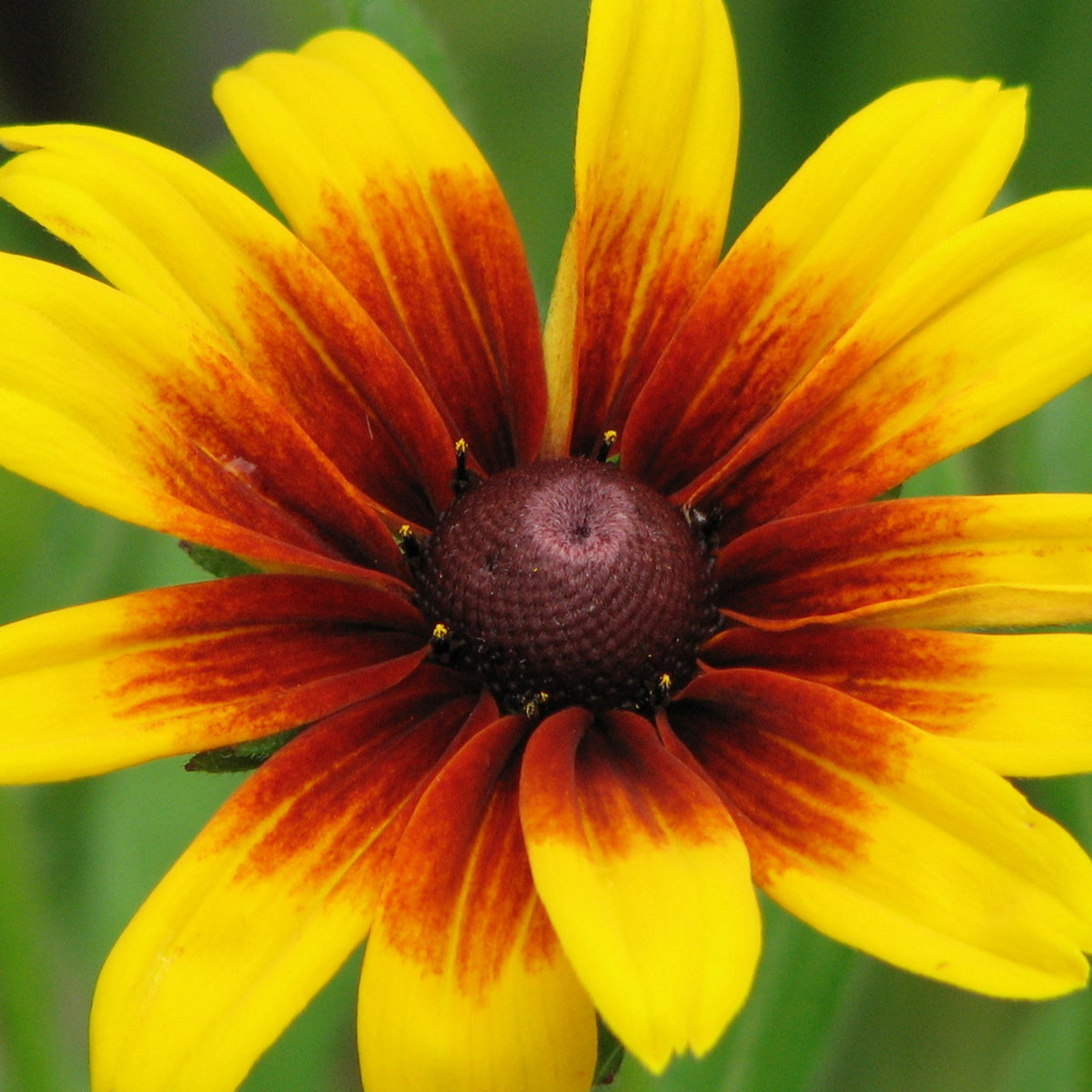 Gloriosa Daisy Seeds - Attracts Bees & Butterflies, 100+ seeds
