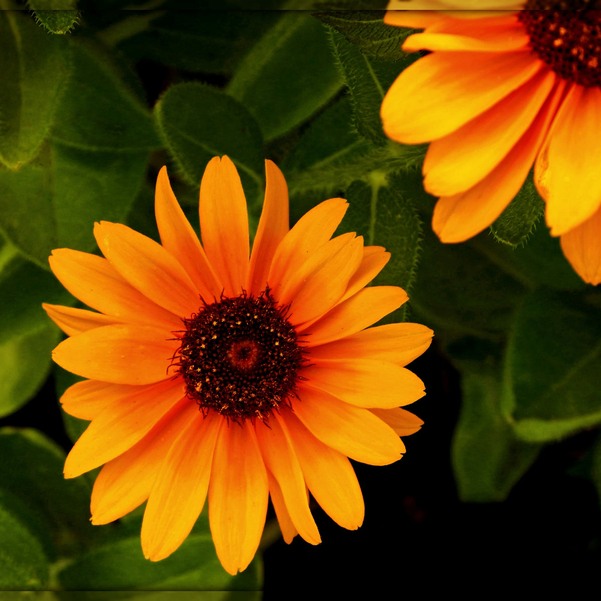 Gloriosa Daisy Seeds - Attracts Bees & Butterflies, 100+ seeds