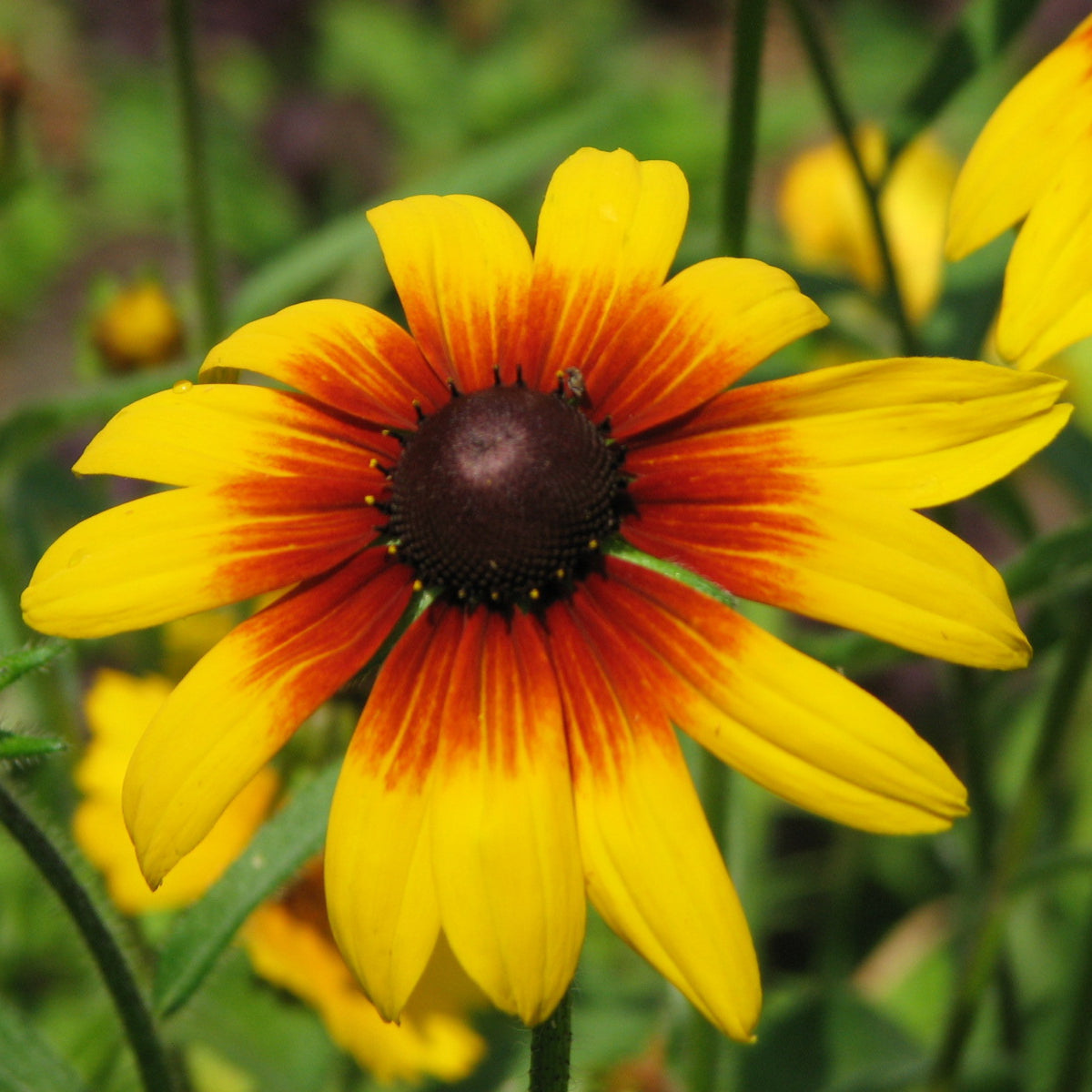 Gloriosa Daisy Seeds - Attracts Bees & Butterflies, 100+ seeds