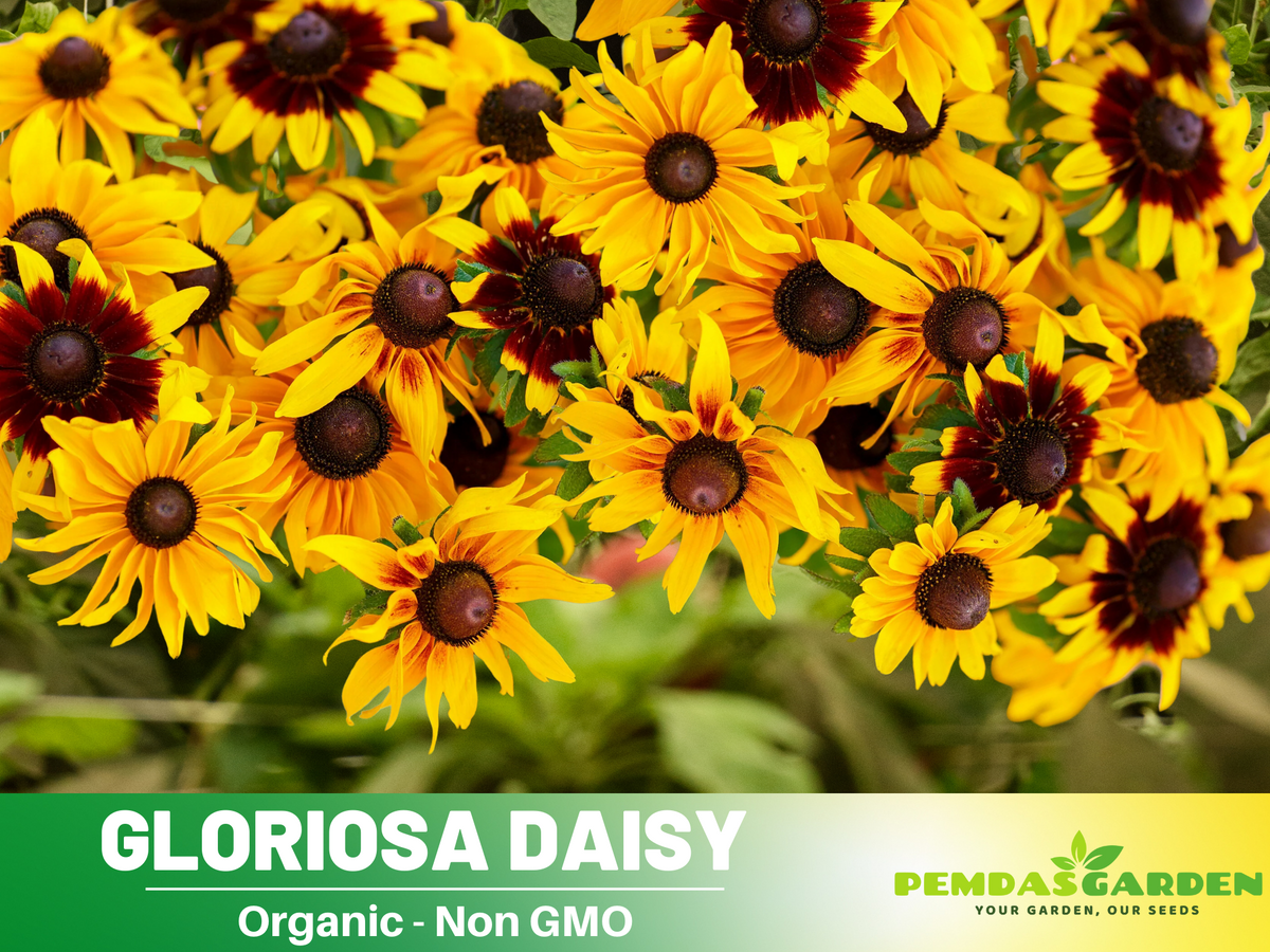 100+ Seeds| Gloriosa Daisy Flower Seeds #N005