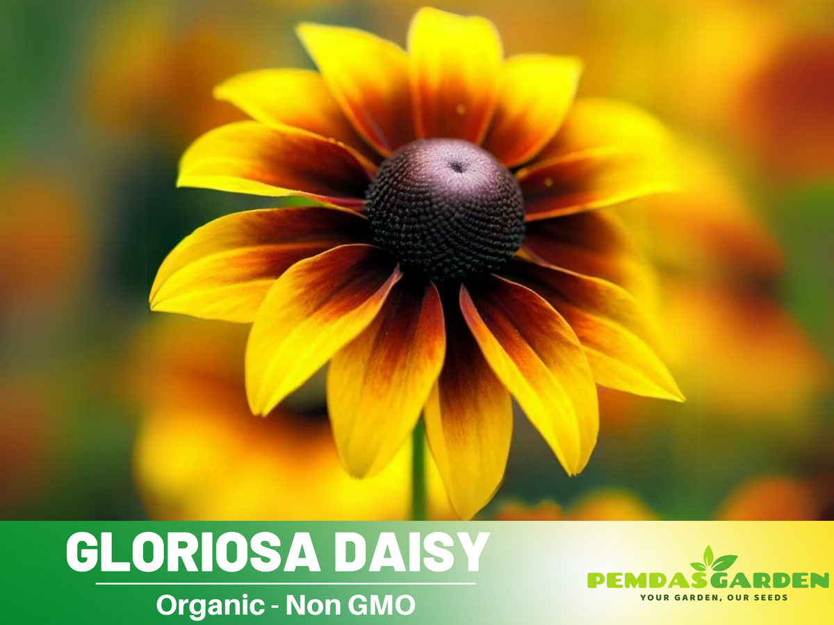 100+ Seeds| Gloriosa Daisy Flower Seeds #N005