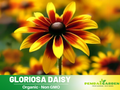 100+ Seeds| Gloriosa Daisy Seeds - Bellis perennis Charming Perennial Flower Blooms for Garden Borders Containers and Lawns, Attracts bees & butterflies#N005