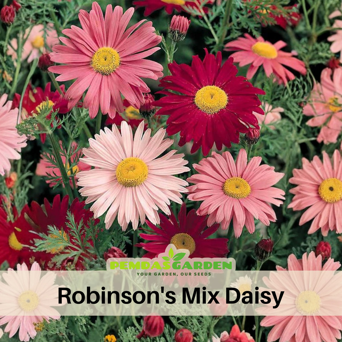 Robinson's Mix Daisy Seeds - Attracts Bees & Butterflies, 100 seeds