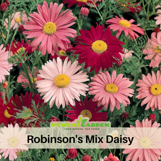 Robinson's Mix Daisy Seeds - Attracts Bees & Butterflies, 100 seeds