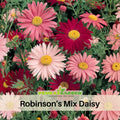 100 Seeds-Robinson's Mix Daisy Seeds - Bellis perennis Charming Perennial Flower Blooms for Garden Borders Containers and Lawns, Attracts bees & butterflies#N006