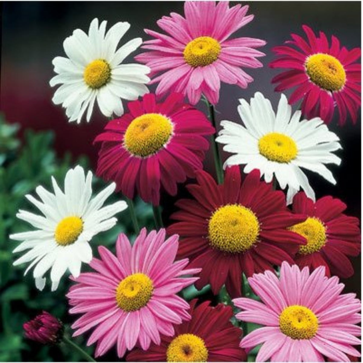 Robinson's Mix Daisy Seeds - Attracts Bees & Butterflies, 100 seeds