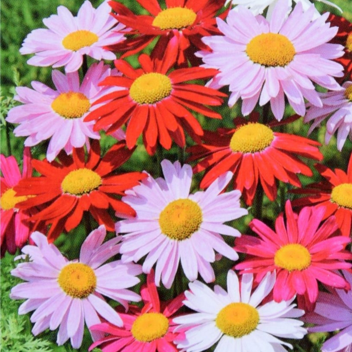 Robinson's Mix Daisy Seeds - Attracts Bees & Butterflies, 100 seeds