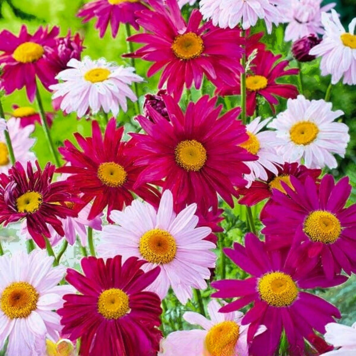 Robinson's Mix Daisy Seeds - Attracts Bees & Butterflies, 100 seeds
