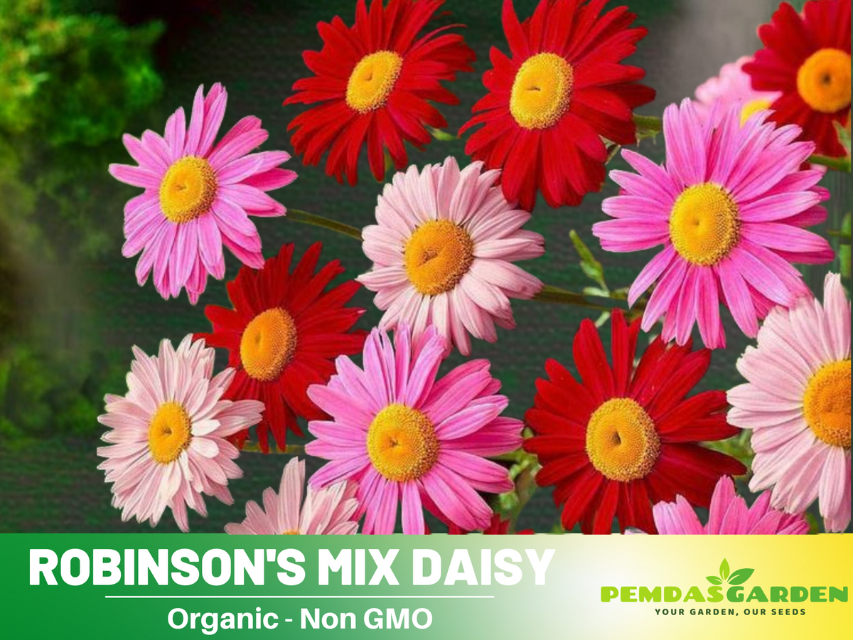 100 Seeds-Robinson's Mix Daisy Seeds #N006