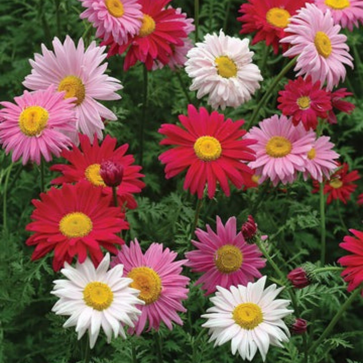 Robinson's Mix Daisy Seeds - Attracts Bees & Butterflies, 100 seeds