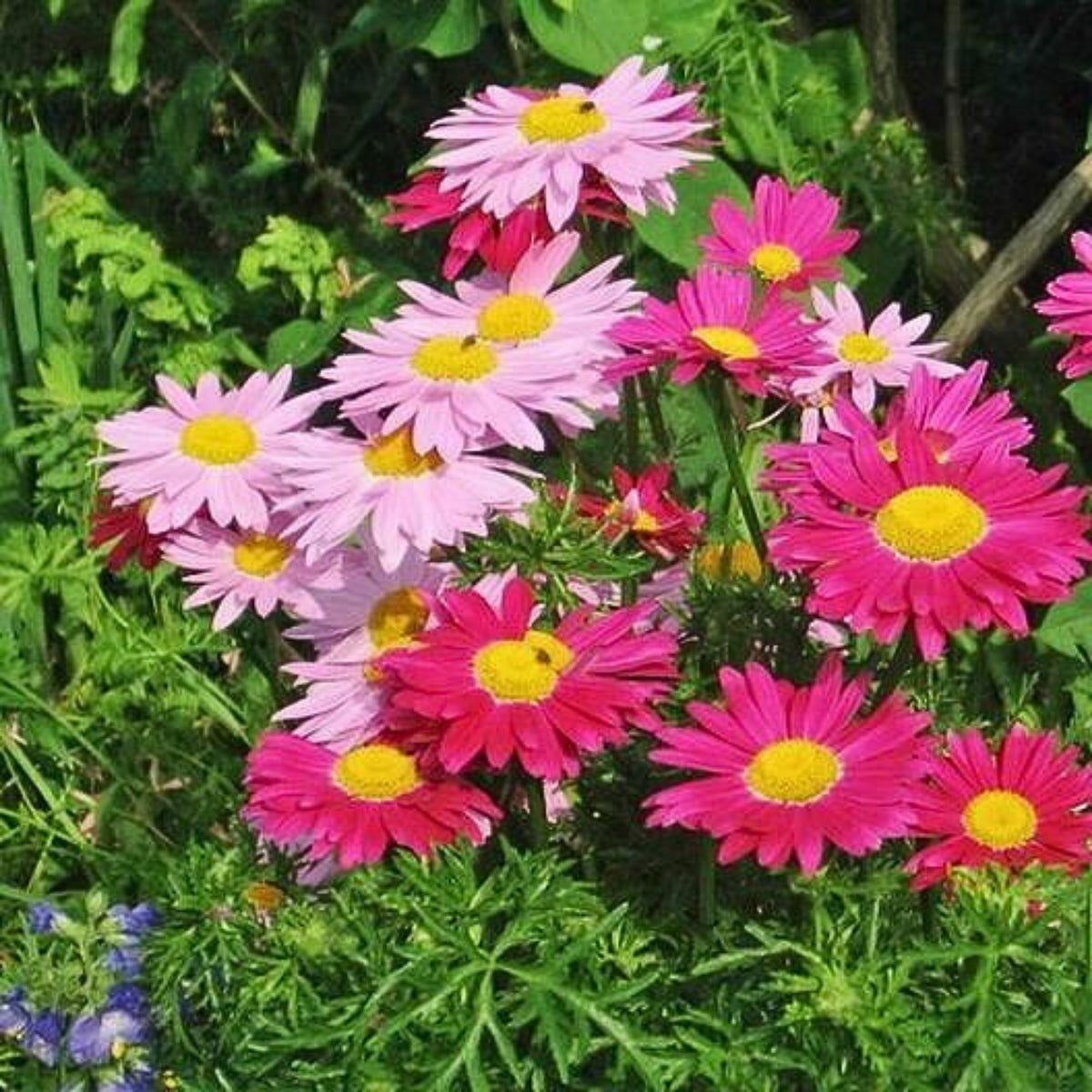 Robinson's Mix Daisy Seeds - Attracts Bees & Butterflies, 100 seeds