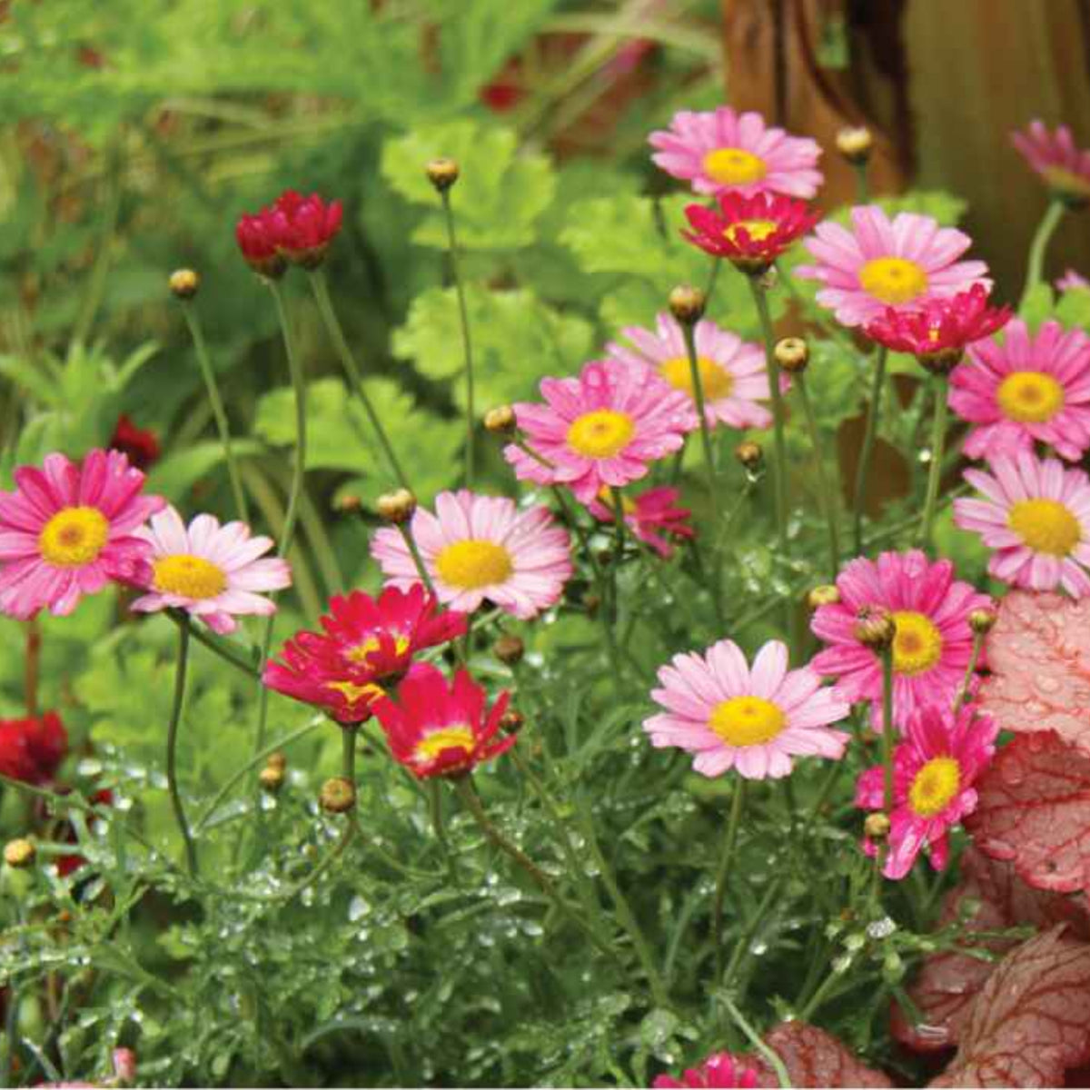 Robinson's Mix Daisy Seeds - Attracts Bees & Butterflies, 100 seeds
