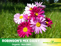 100 Seeds-Robinson's Mix Daisy Seeds - Bellis perennis Charming Perennial Flower Blooms for Garden Borders Containers and Lawns, Attracts bees & butterflies#N006