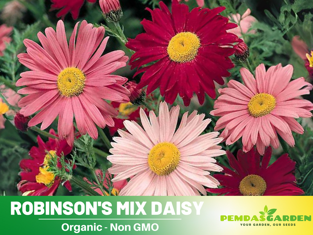 100 Seeds-Robinson's Mix Daisy Seeds #N006