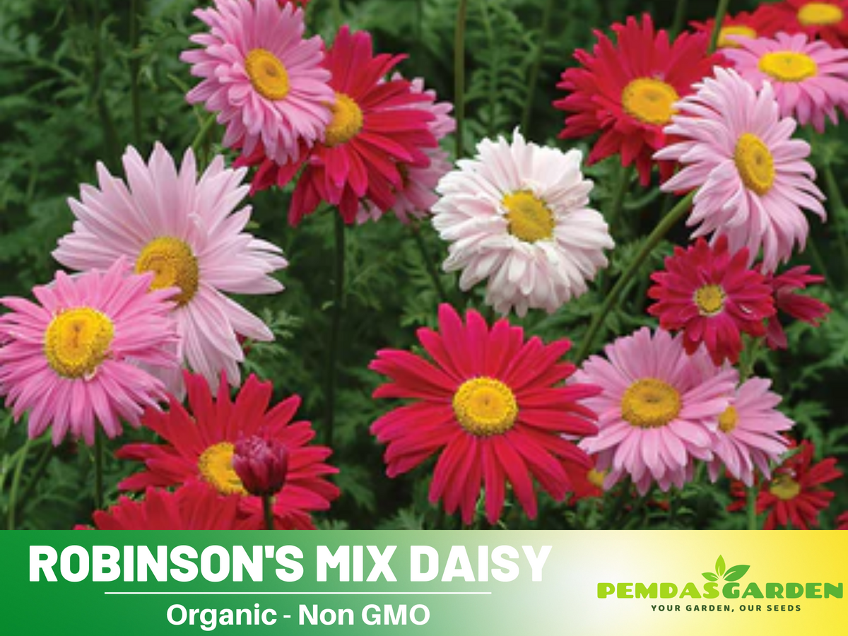 100 Seeds-Robinson's Mix Daisy Seeds #N006