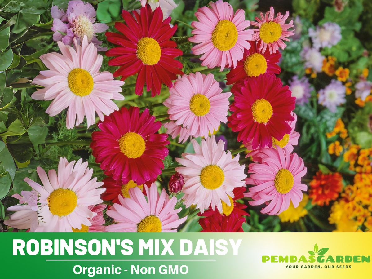 100 Seeds-Robinson's Mix Daisy Seeds #N006