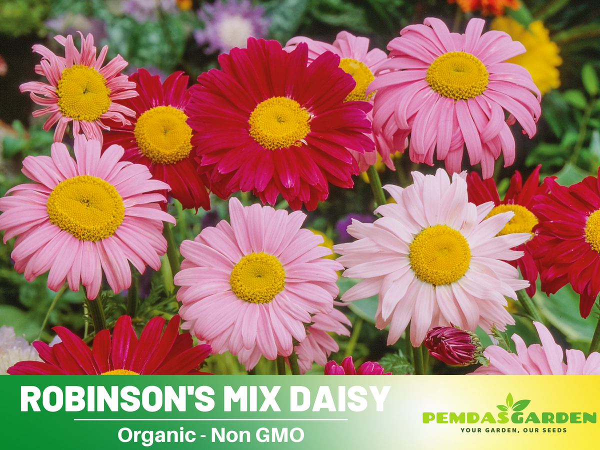 100 Seeds-Robinson's Mix Daisy Seeds #N006