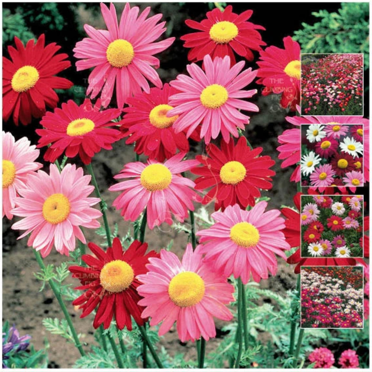 Robinson's Mix Daisy Seeds - Attracts Bees & Butterflies, 100 seeds