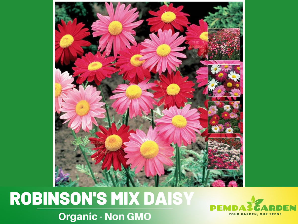 100 Seeds-Robinson's Mix Daisy Seeds #N006