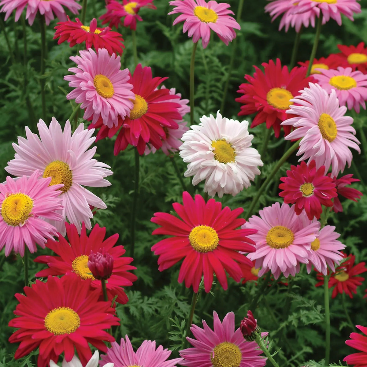 Robinson's Mix Daisy Seeds - Attracts Bees & Butterflies, 100 seeds
