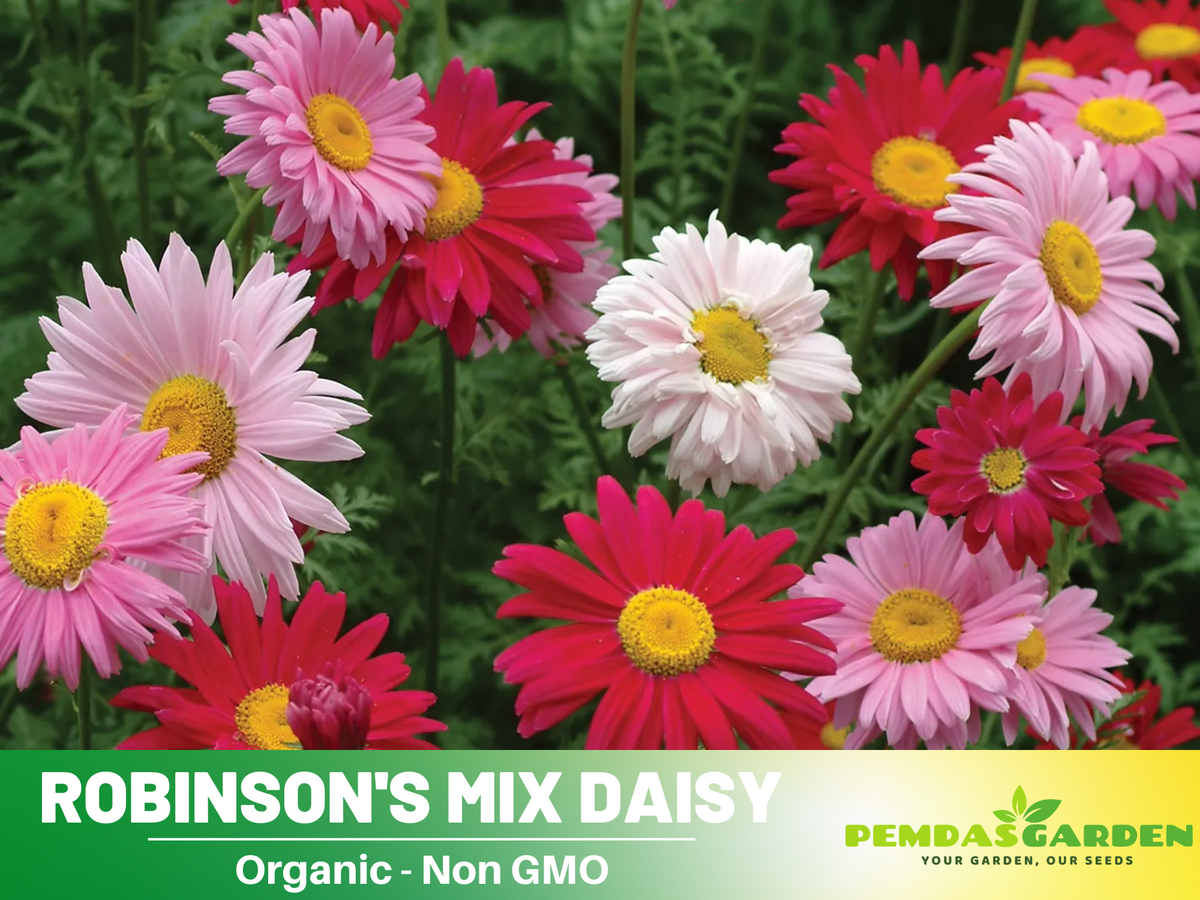 100 Seeds-Robinson's Mix Daisy Seeds #N006