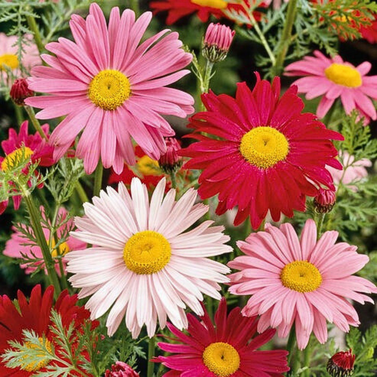 Robinson's Mix Daisy Seeds - Attracts Bees & Butterflies, 100 seeds