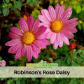100 Seeds| Robinson's Rose Daisy Seeds- Bellis perennis Charming Perennial Flower Blooms for Garden Borders Containers and Lawns, Attracts bees & butterflies #N007