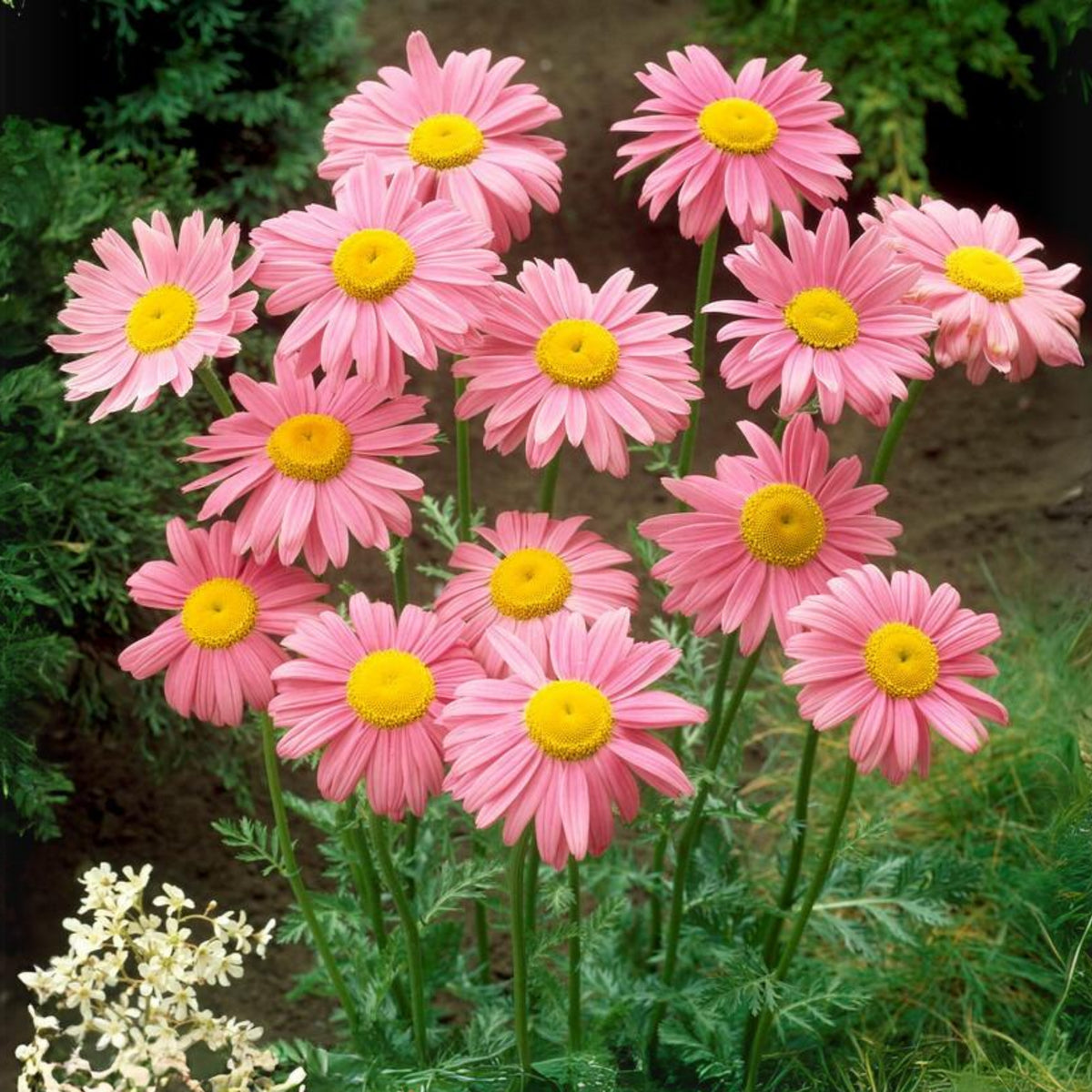 Robinson's Rose Daisy Seeds - Attracts Bees & Butterflies, 100 seeds