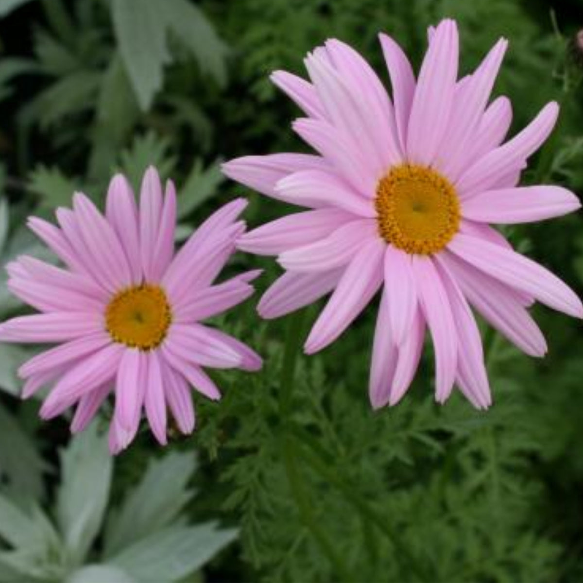 Robinson's Rose Daisy Seeds - Attracts Bees & Butterflies, 100 seeds