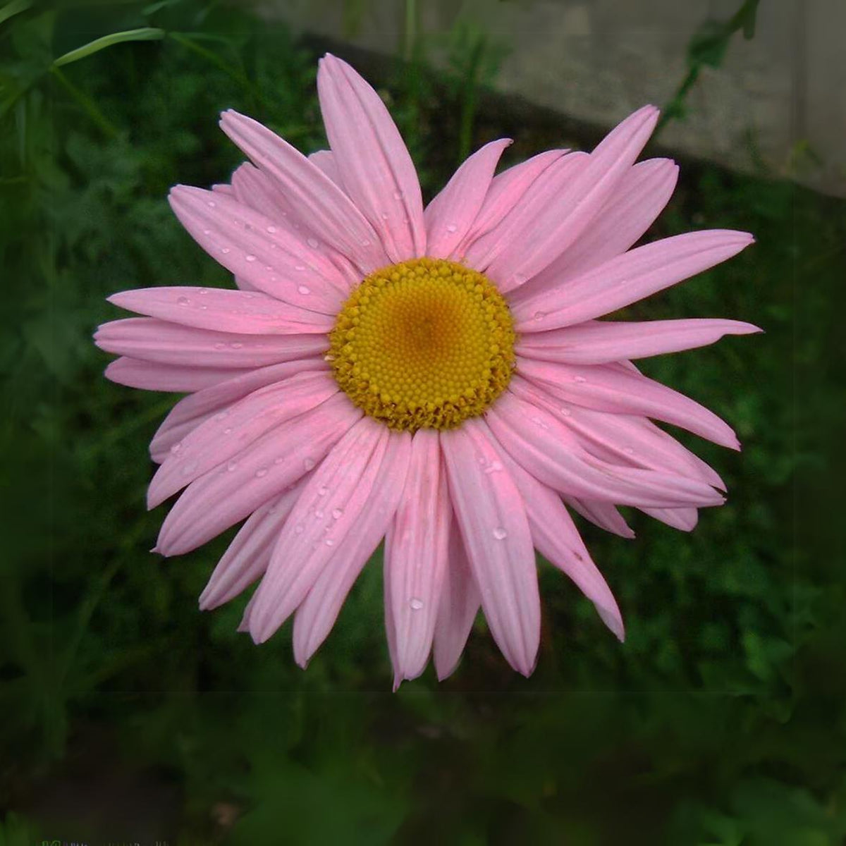 Robinson's Rose Daisy Seeds - Attracts Bees & Butterflies, 100 seeds