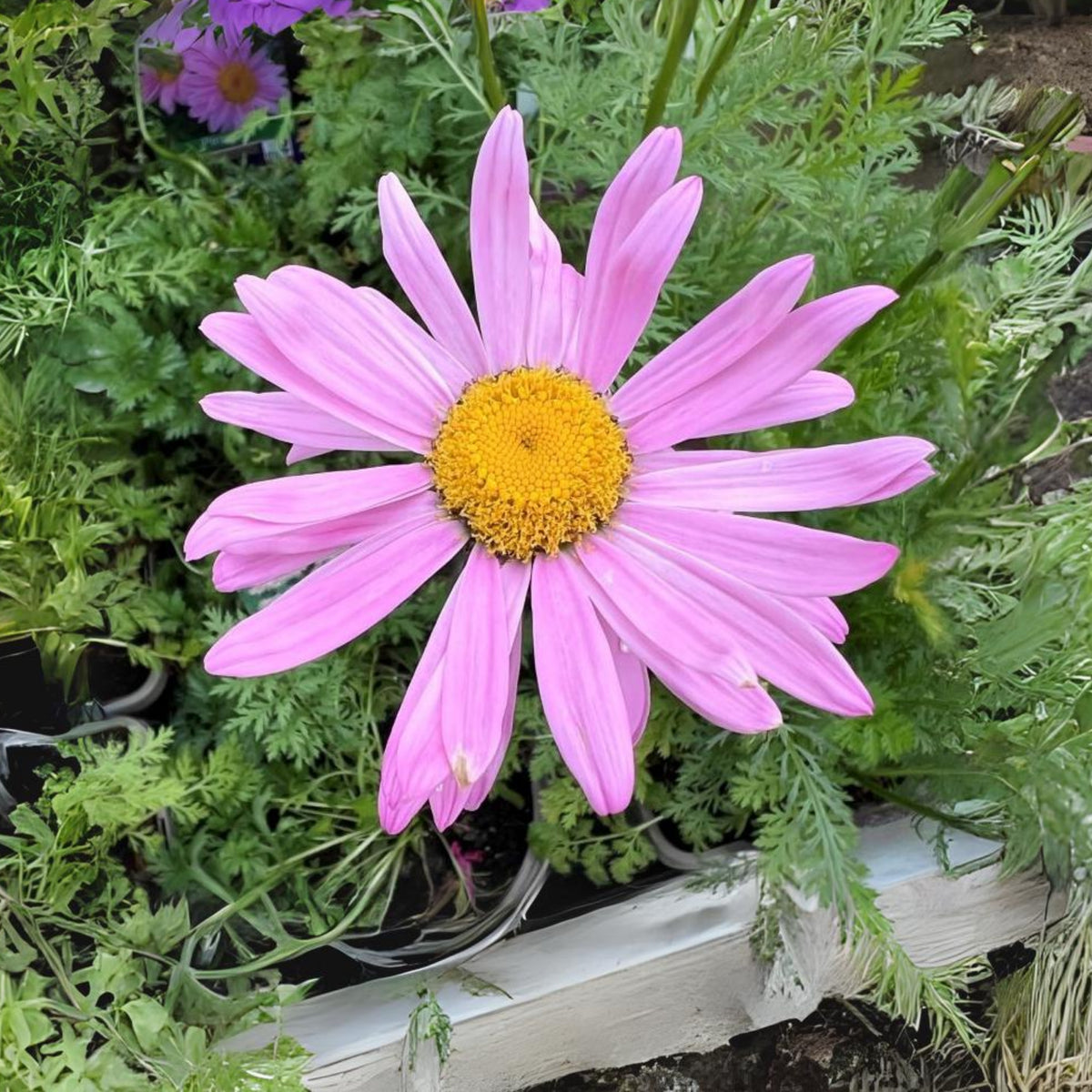 Robinson's Rose Daisy Seeds - Attracts Bees & Butterflies, 100 seeds