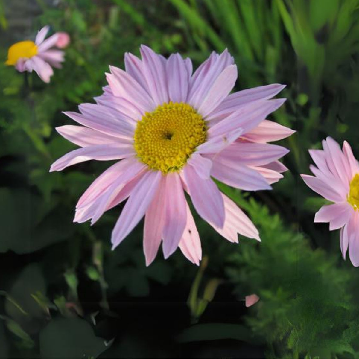 Robinson's Rose Daisy Seeds - Attracts Bees & Butterflies, 100 seeds