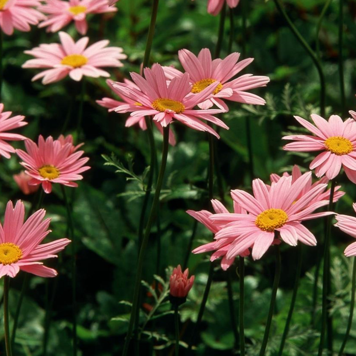 Robinson's Rose Daisy Seeds - Attracts Bees & Butterflies, 100 seeds