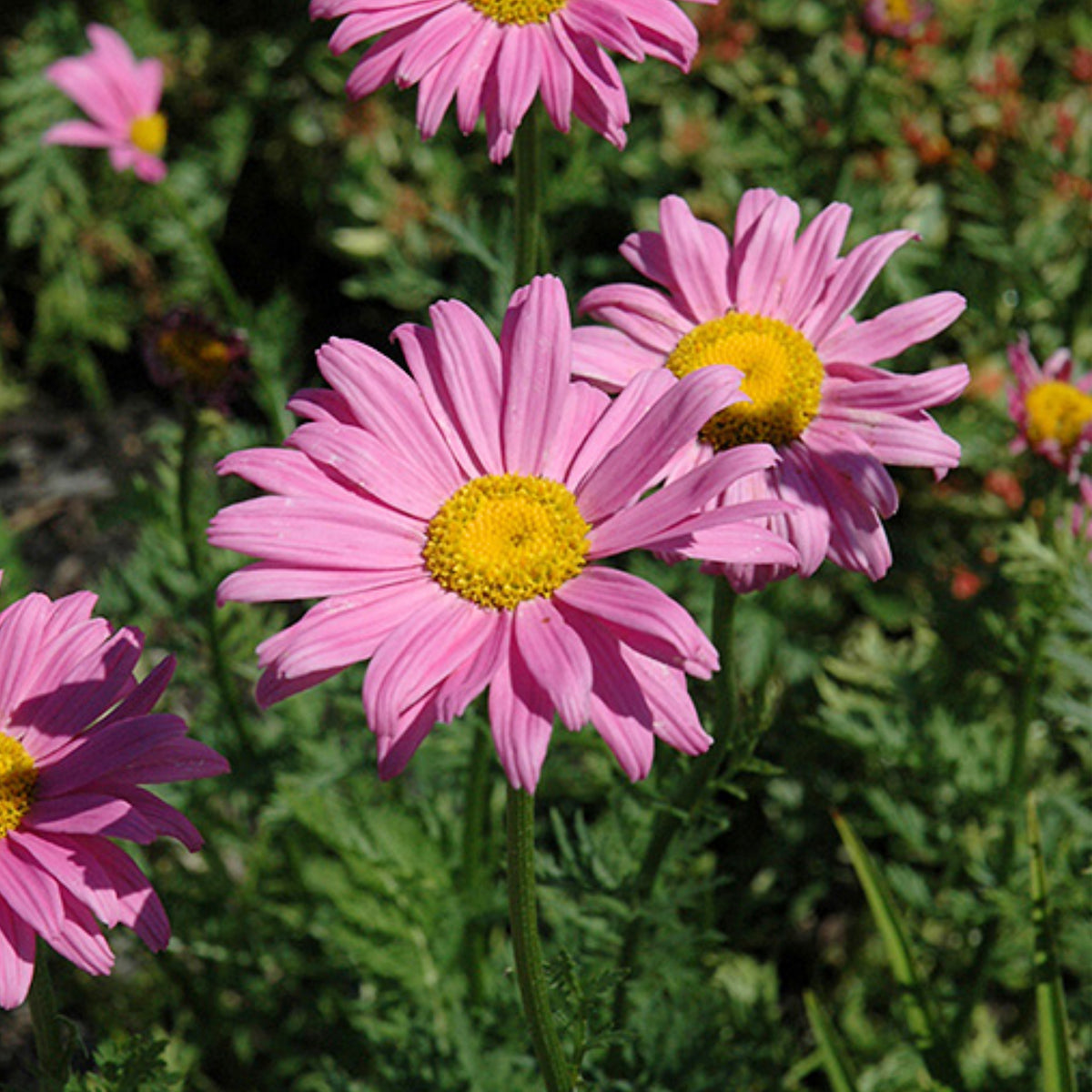 Robinson's Rose Daisy Seeds - Attracts Bees & Butterflies, 100 seeds