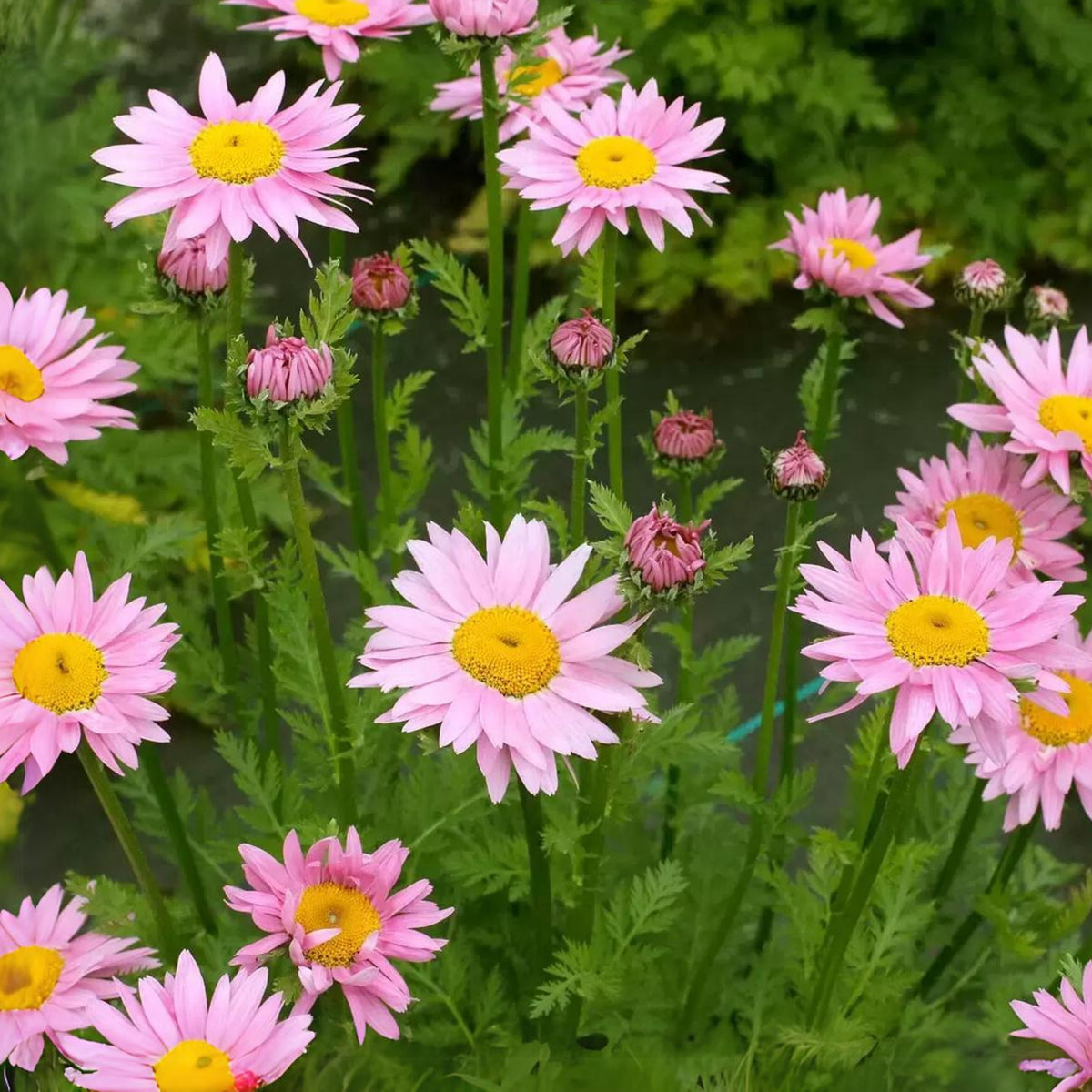 Robinson's Rose Daisy Seeds - Attracts Bees & Butterflies, 100 seeds