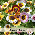 100 Seeds| Painted Daisy Seeds- Bellis perennis Charming Perennial Flower Blooms for Garden Borders Containers and Lawns, Attracts bees & butterflies#N008