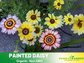 100+ Seeds| Painted Daisy seeds - Bellis perennis Charming Perennial Flower Blooms for Garden Borders Containers and Lawns, Attracts bees & butterflies#N008