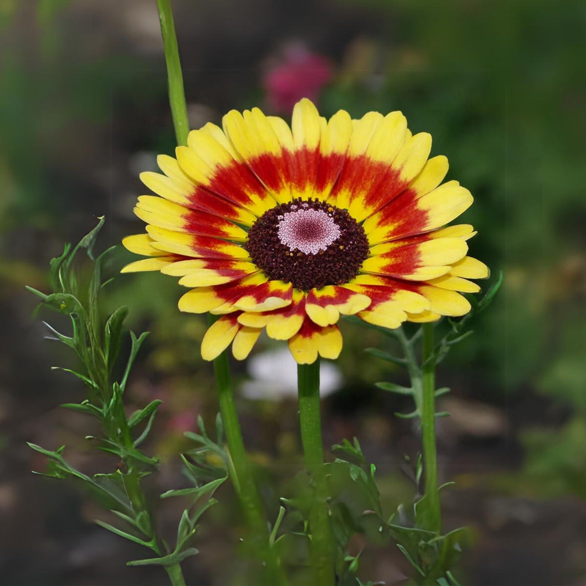 Painted Daisy Seeds - Attracts Bees & Butterflies, 100+ seeds