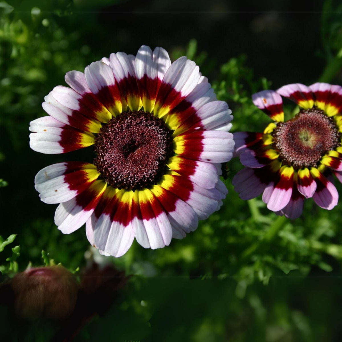 Painted Daisy Seeds - Attracts Bees & Butterflies, 100+ seeds