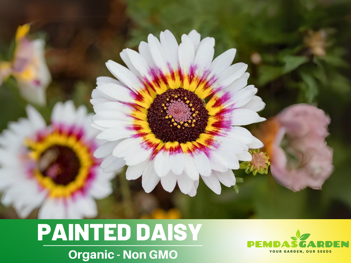 100 Seeds| Painted Daisy Seeds- Chrysanthemum Seeds #N008