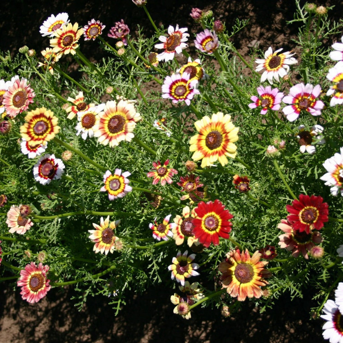 Painted Daisy Seeds - Attracts Bees & Butterflies, 100+ seeds