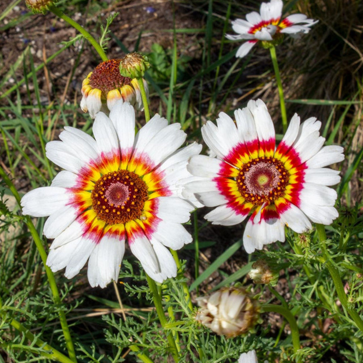Painted Daisy Seeds - Attracts Bees & Butterflies, 100+ seeds