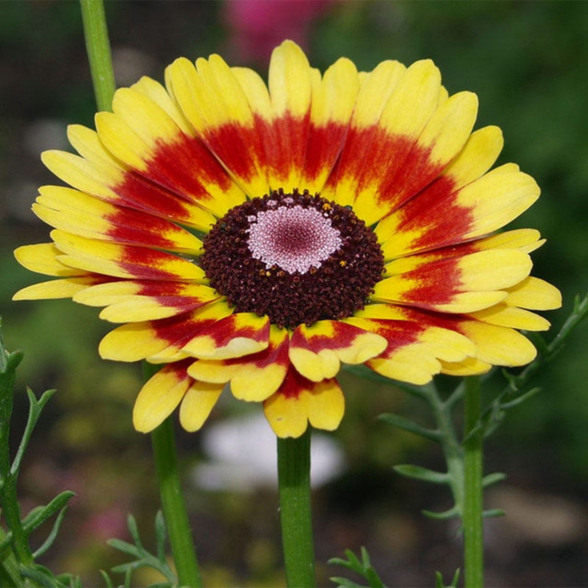 Painted Daisy Seeds - Attracts Bees & Butterflies, 100+ seeds