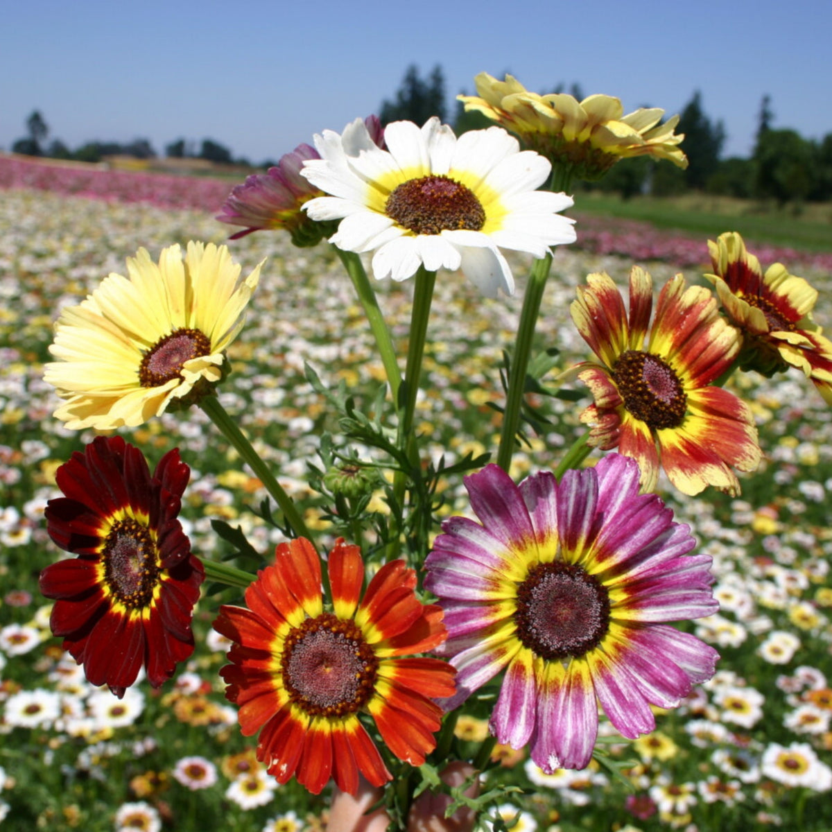Painted Daisy Seeds - Attracts Bees & Butterflies, 100+ seeds
