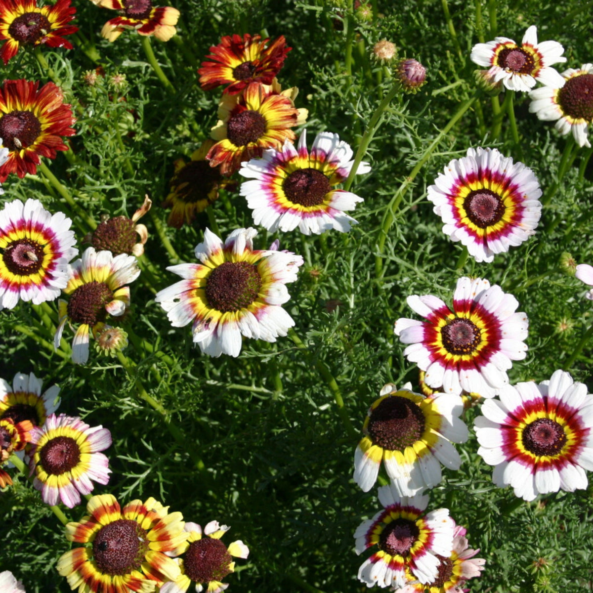Painted Daisy Seeds - Attracts Bees & Butterflies, 100+ seeds